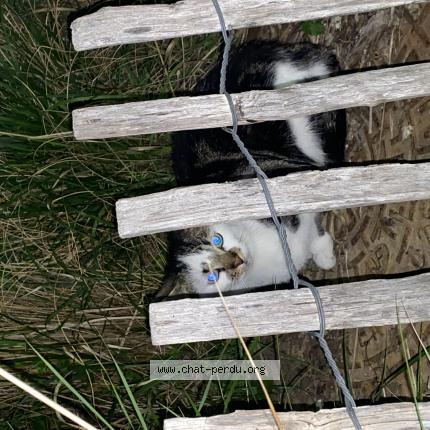 Photo 1/1 Chat trouvé Trouvé à Tourcoing