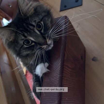 Photo 1/1 Chatmenbert Chat perdu à Saint colomban