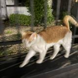 Photo de chat trouvé à Ciudad De Buenos Aires Palermo