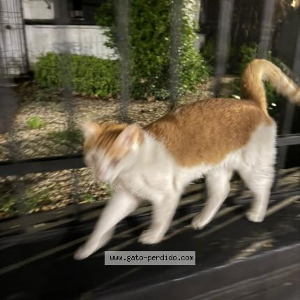 Photo 1/1 Chat trouvé Trouvé à Ciudad de buenos aires palermo