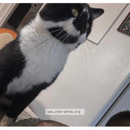 Photo 1/1 Ajie Chat perdu à Saint leonard