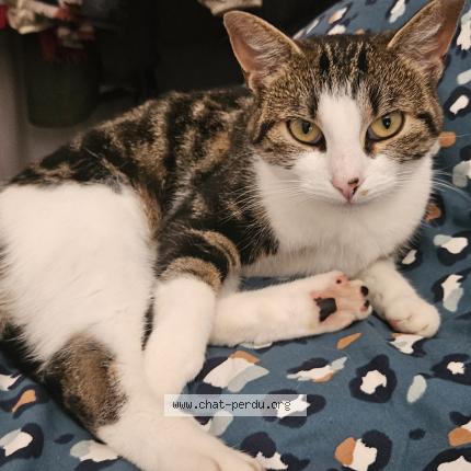 Photo 1/1 Bichette Chat perdu à Le havre