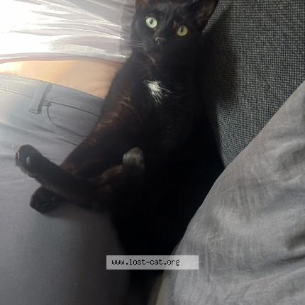 Photo 1/1 Timon Chat perdu à Lawerence town