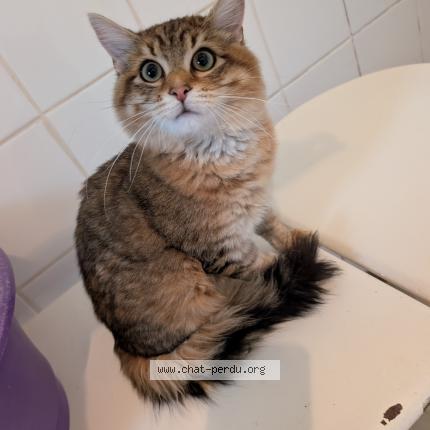 Photo 1/1 Chat trouvé Trouvé à Chateauroux