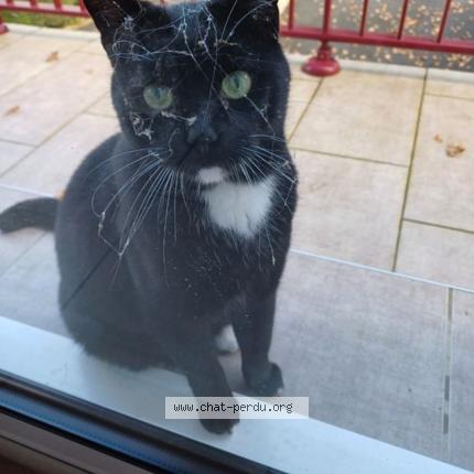 Photo 1/1 Felix Chat perdu à Luzeret