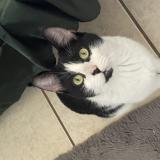 Photo de chat perdu à Kissimmee Florida