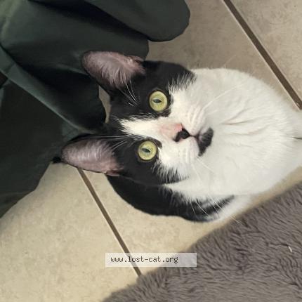 Photo 1/1 cookie Chat perdu à Kissimmee florida