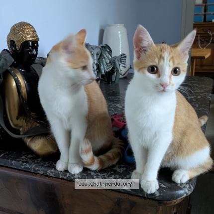 Photo 1/1 Alpine Chat perdu à Villeneuve sur lot