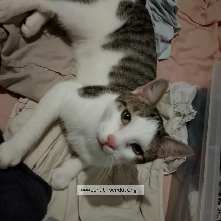 Photo 1/1 Câlin Chat perdu à Jussey