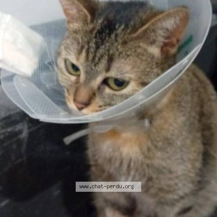 Photo 1/1 Mayumi Chat perdu à Valenciennes