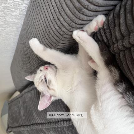 Photo 1/1 Coquinette Chat perdu à Chene bougeries