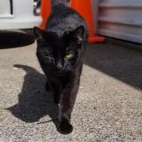 Photo de chat perdu à Papatoetoe