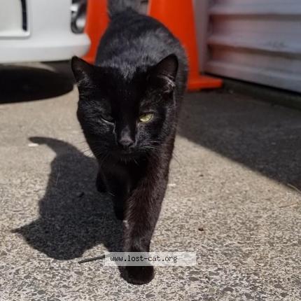 Photo 1/1 Bear Chat perdu à Papatoetoe