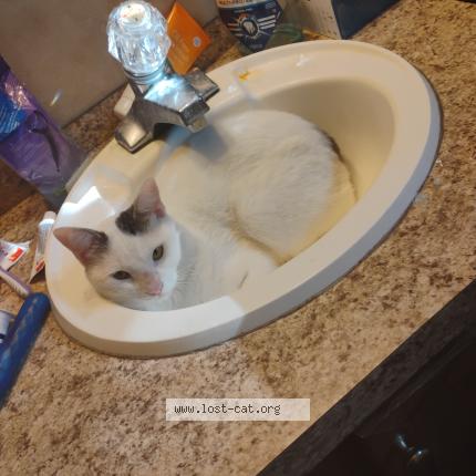 Photo 1/1 Wilbur Chat perdu à Vidor