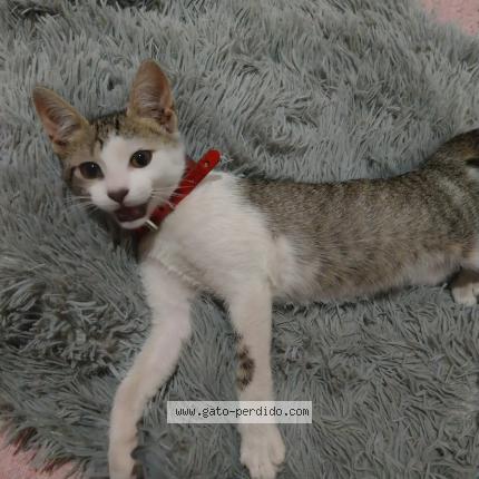 Photo 1/1 FIGACITA Chat perdu à Hurlingham