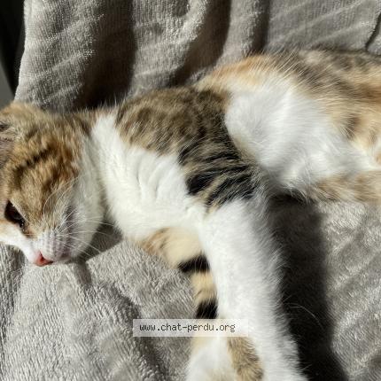 Photo 1/1 Luna Chat perdu à Noisy le grand