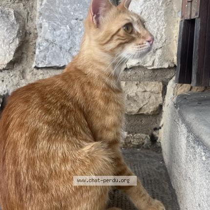 Photo 1/1 Bob Chat perdu à La seyne