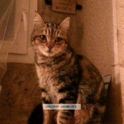 Photo 1/4 Marley Chat perdu à Fontanes