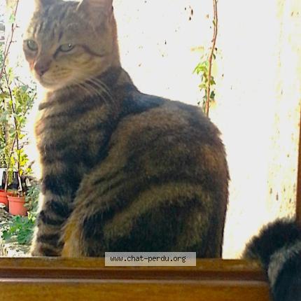 Photo 2/4 Marley Chat perdu à Fontanes