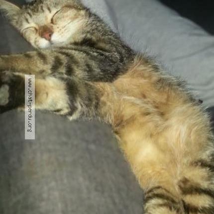 Photo 3/4 Marley Chat perdu à Fontanes