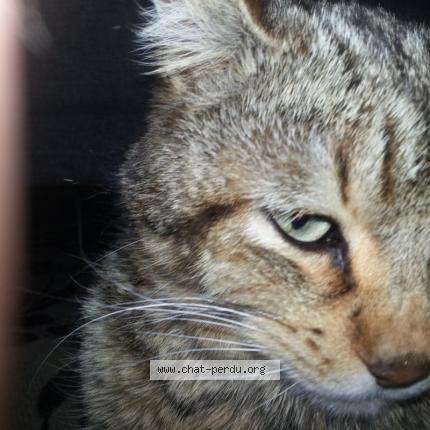 Photo 4/4 Marley Chat perdu à Fontanes