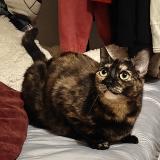 Photo de chat perdu à Lille