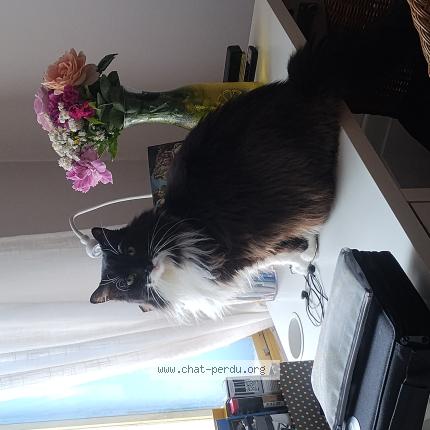 Photo 1/1 Domino Chat perdu à Montreal