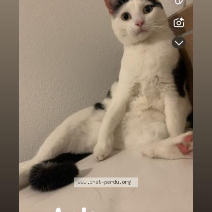 Photo 1/1 Haribo Chat perdu à Agde