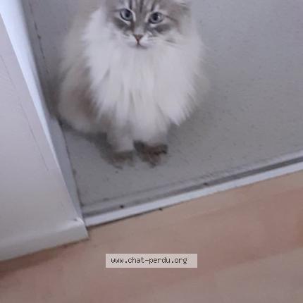 Photo 1/1 Câline Chat perdu à Villeneuve d ascq