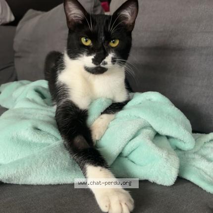 Photo 1/1 Mimi Chat perdu à L arbresle