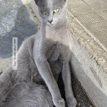 Photo 1/2 Romy Chat perdu à Ermont
