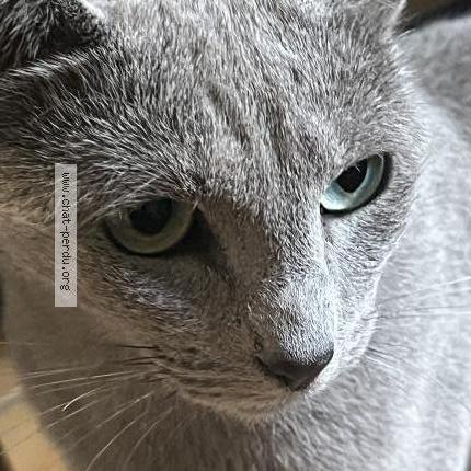 Photo 2/2 Romy Chat perdu à Ermont