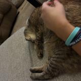 Photo de chat perdu à Tarrytown