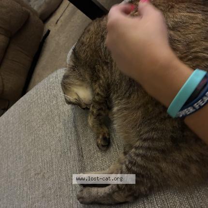 Photo 1/1 hazel Chat perdu à Tarrytown