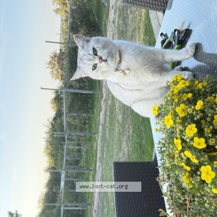 Photo 1/1 Simba Chat perdu à Saanichton