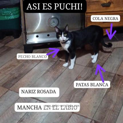 Photo 1/1 Puchi Chat perdu à San miguel