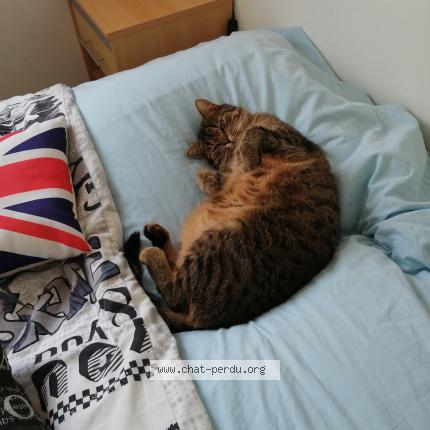 Photo 1/1 SAMBA Chat perdu à Pornic