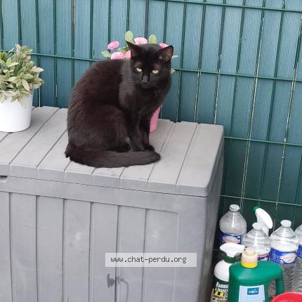 Photo 1/1 Mia Chat perdu à Chambly