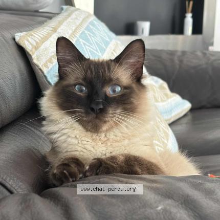 Photo 1/1 Anoï Chat perdu à Yerres