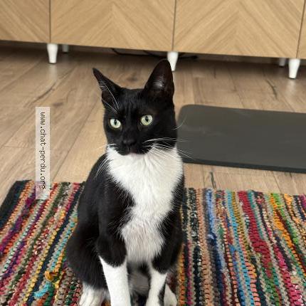 Photo 1/1 Sharly Chat perdu à Marseille