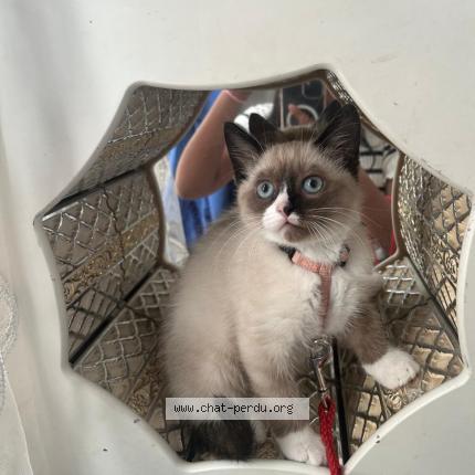 Photo 1/1 Audi Chat perdu à Toulouse