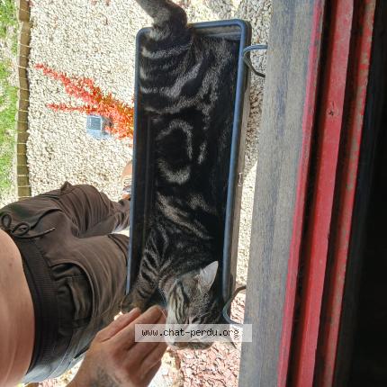 Photo 1/1 Capucin Chat perdu à Joigny