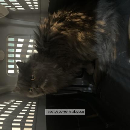 Photo 1/1 Chat trouvé Trouvé à Pachuca de soto