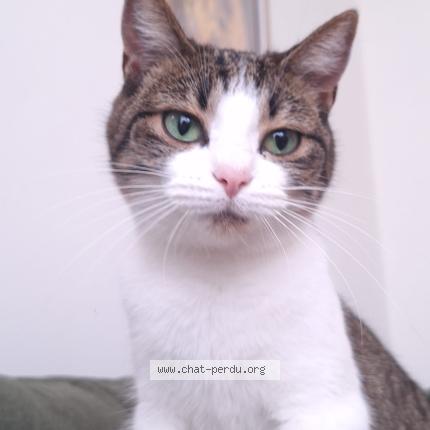 Photo 1/1 Chat retrouvé Perdu à Uccle
