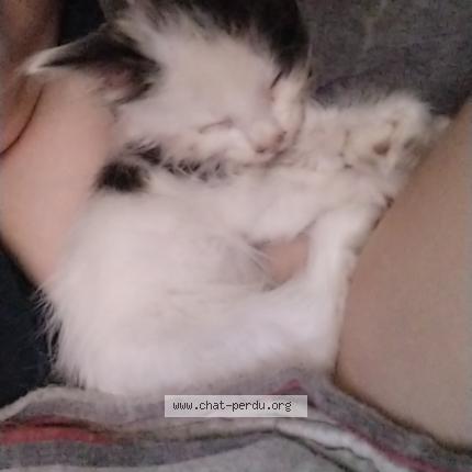 Photo 1/1 Grincheux Chat perdu à Caudry