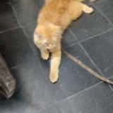 Photo de chat trouvé à Vijayawada