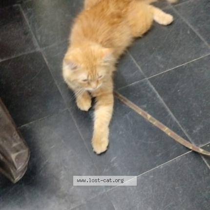 Photo 1/1 Chat trouvé Trouvé à Vijayawada