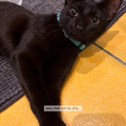 Photo 1/1 Blaky Chat perdu à Le grau du roi