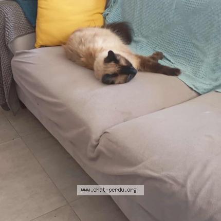 Photo 1/1 Ratatouille Chat perdu à Miniac morvan