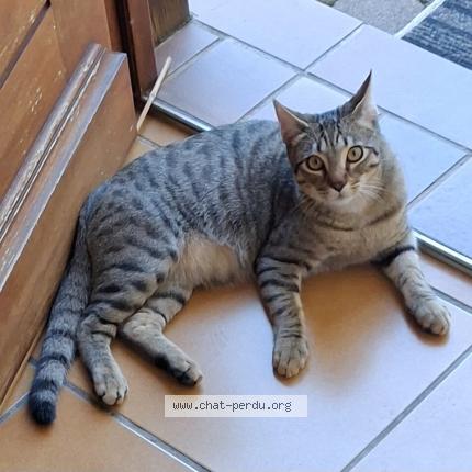 Photo 1/2 Léon Chat perdu à Saint bonnet en champsaur